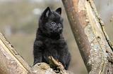 SCHIPPERKE 359